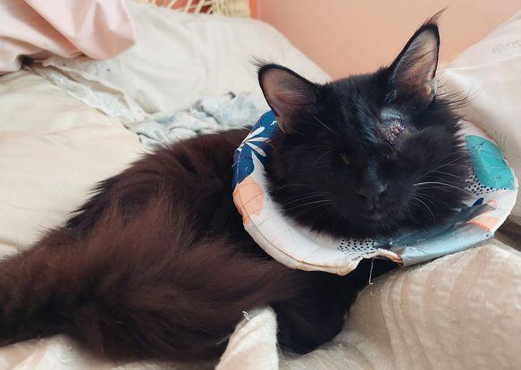 Boone 3744, Adoptable, Young Male Domestic Medium Hair.