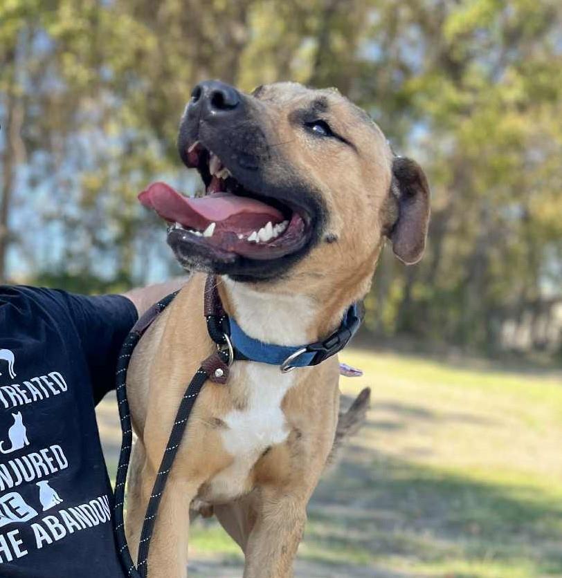 Tony, a Adoptable Boxer in McKinney, TX image 3/3