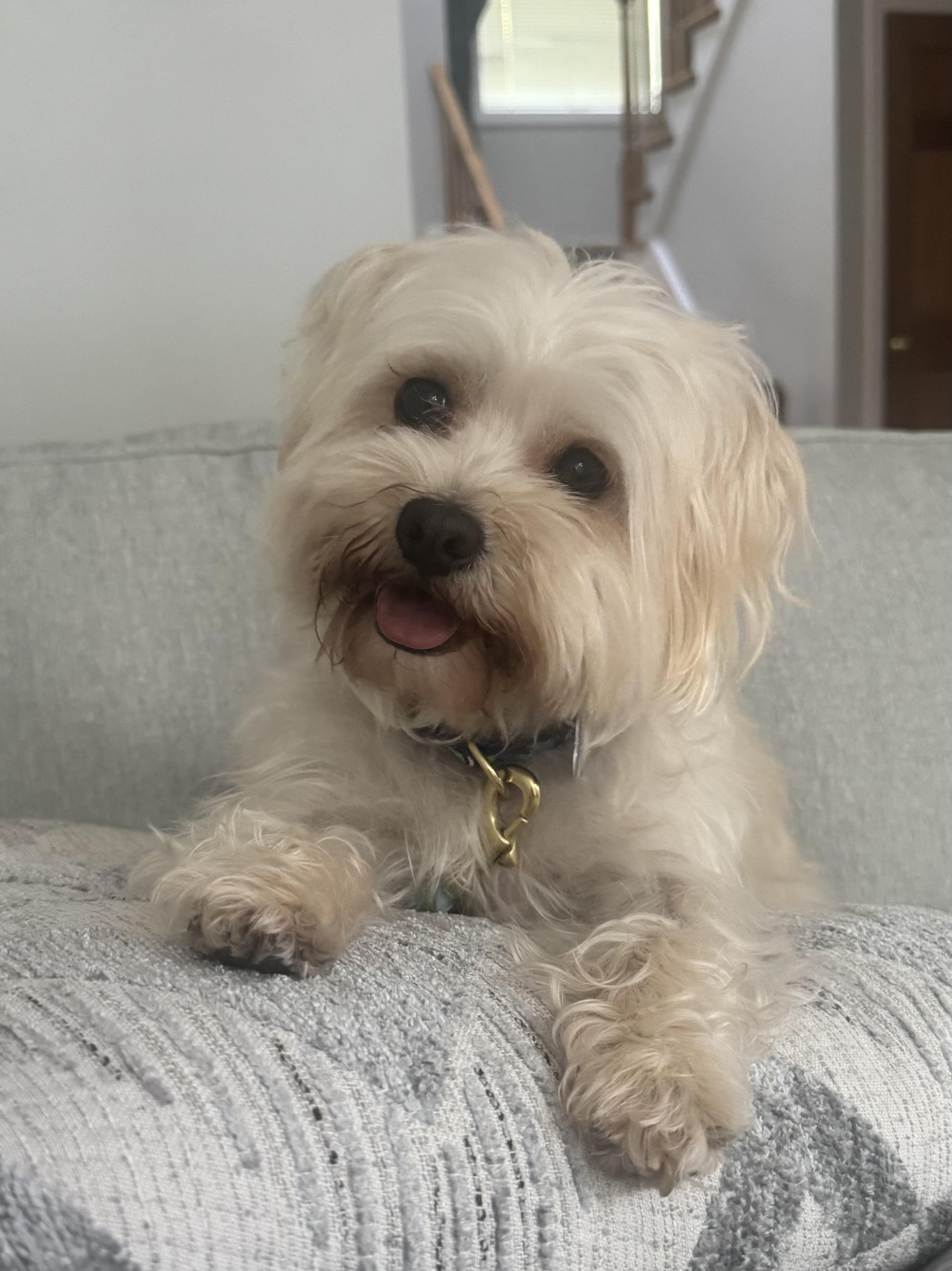 Mari, ADOPTABLE, Adult Female Havanese.