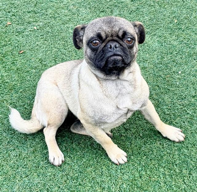 Enlarge ASH, a Adoptable Pug in Salinas, CA image 1/1
