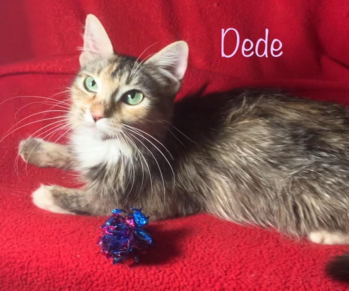 Dede, a Adoptable mixed breed in Dixon, CA image 1/6