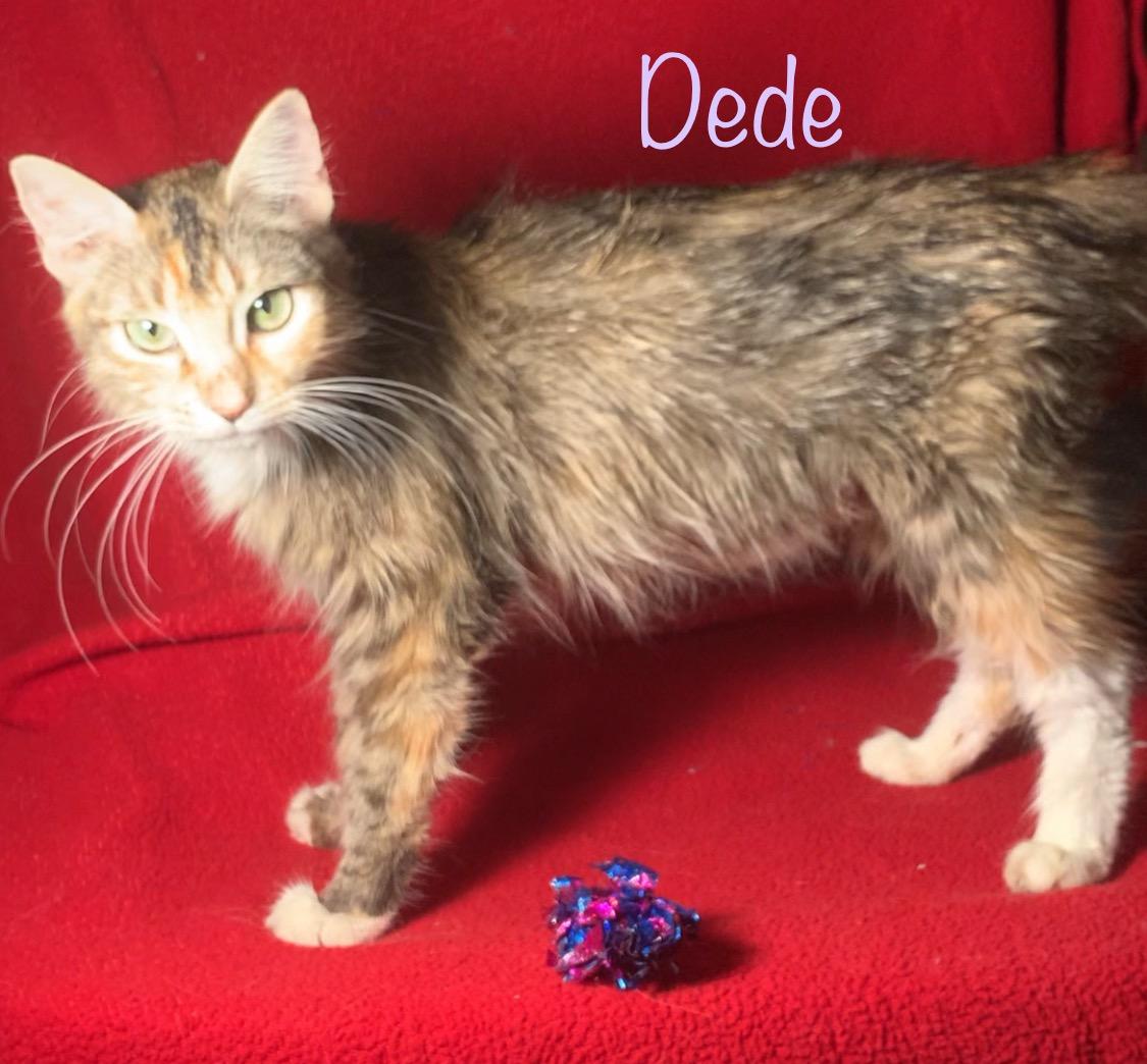 Dede, a Adoptable mixed breed in Dixon, CA image 2/6