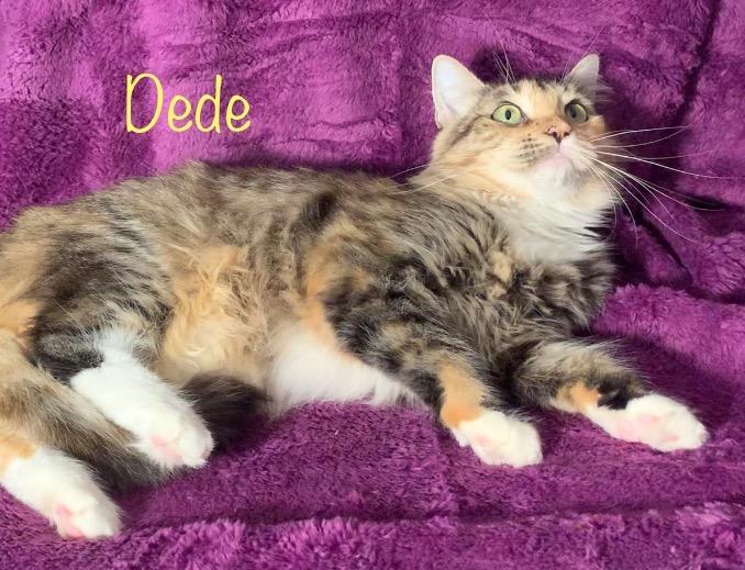 Dede, a Adoptable mixed breed in Dixon, CA image 3/6