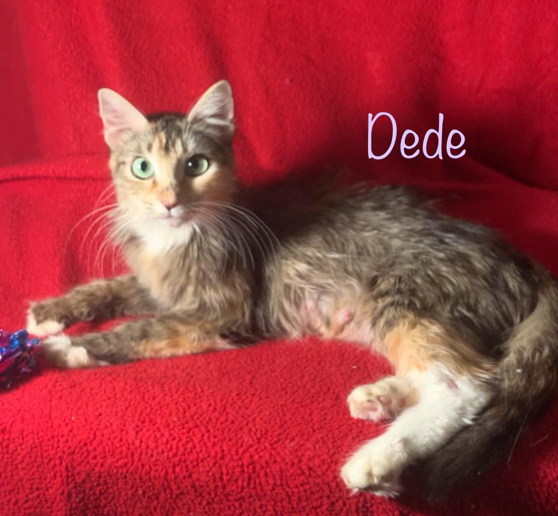 Dede, a Adoptable mixed breed in Dixon, CA image 4/6