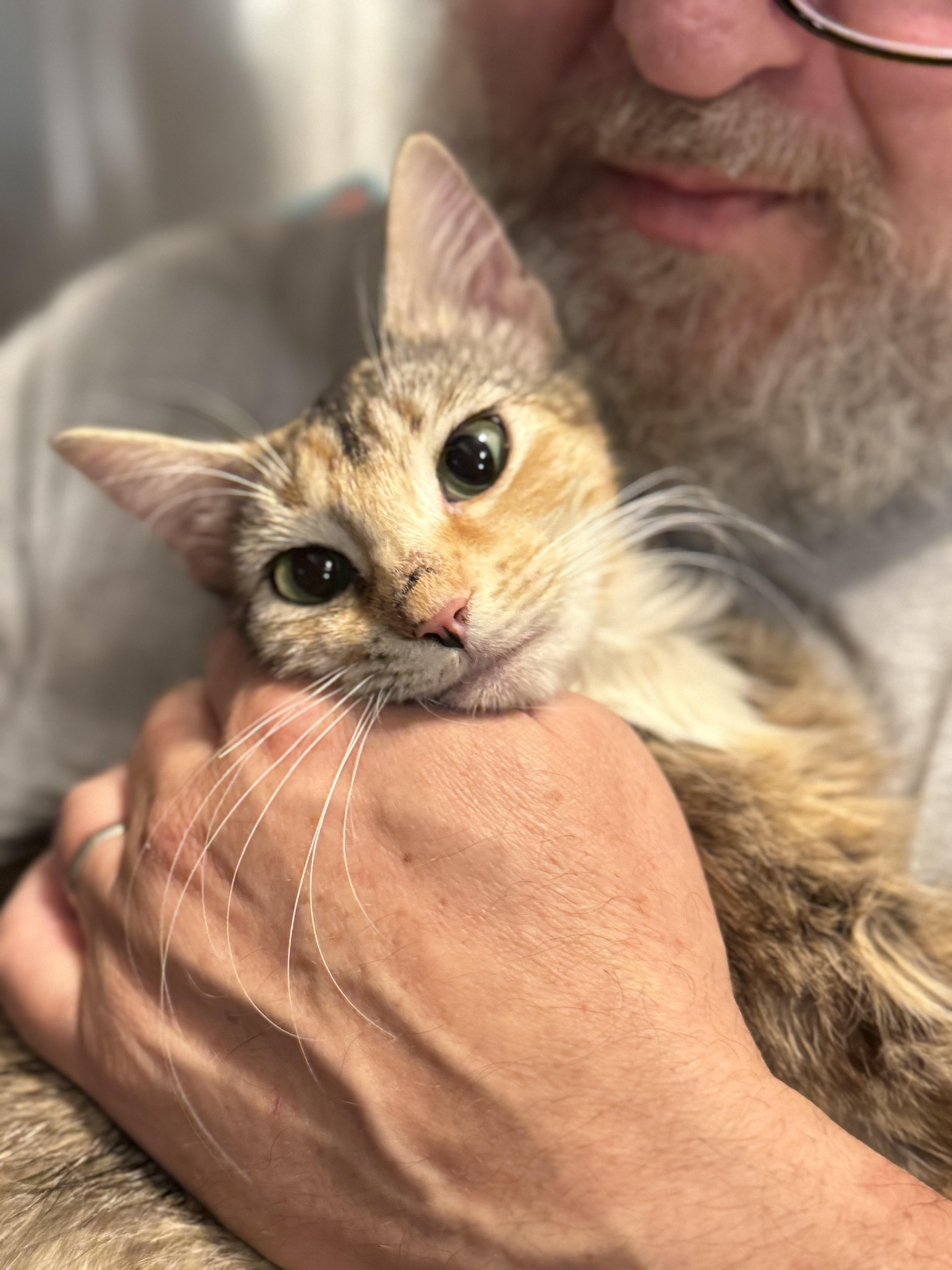 Dede, a Adoptable mixed breed in Dixon, CA image 5/6