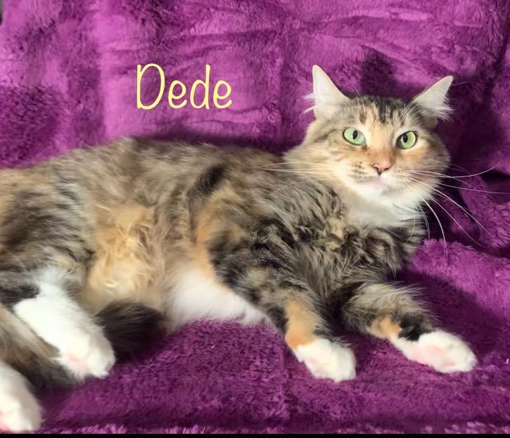 Dede, a Adoptable mixed breed in Dixon, CA image 6/6