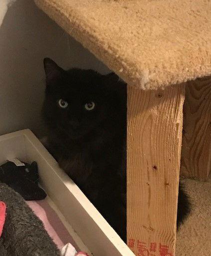 Enlarge Rod - Sponsored by Mariya G., a Adoptable Domestic Long Hair in Markham, ON image 1/3