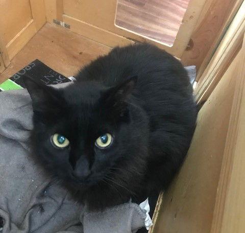 Enlarge Rod - Sponsored by Mariya G., a Adoptable Domestic Long Hair in Markham, ON image 3/3