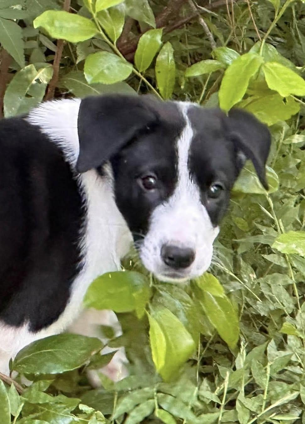 Maverick, Adoptable, Puppy Male Labrador Retriever & Pointer.
