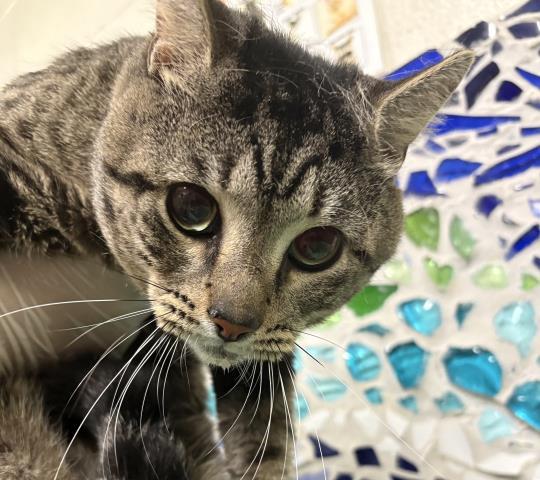 Enlarge MIKE WAZOWSKI, a Adoptable Domestic Short Hair in Pensacola, FL image 1/1