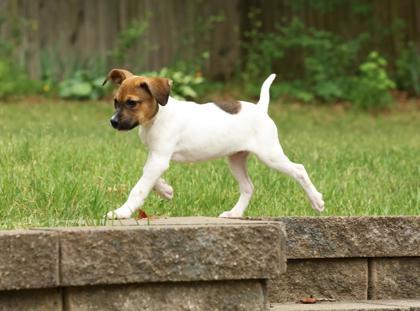 Daphne Bridgerton, Adoptable, Young Female Labrador Retriever & Mixed Breed.