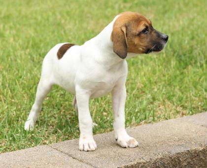 Daphne Bridgerton, Adoptable, Young Female Labrador Retriever & Mixed Breed.
