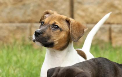 Daphne Bridgerton, a Adoptable mixed breed in Lawrenceville, GA image 3/3