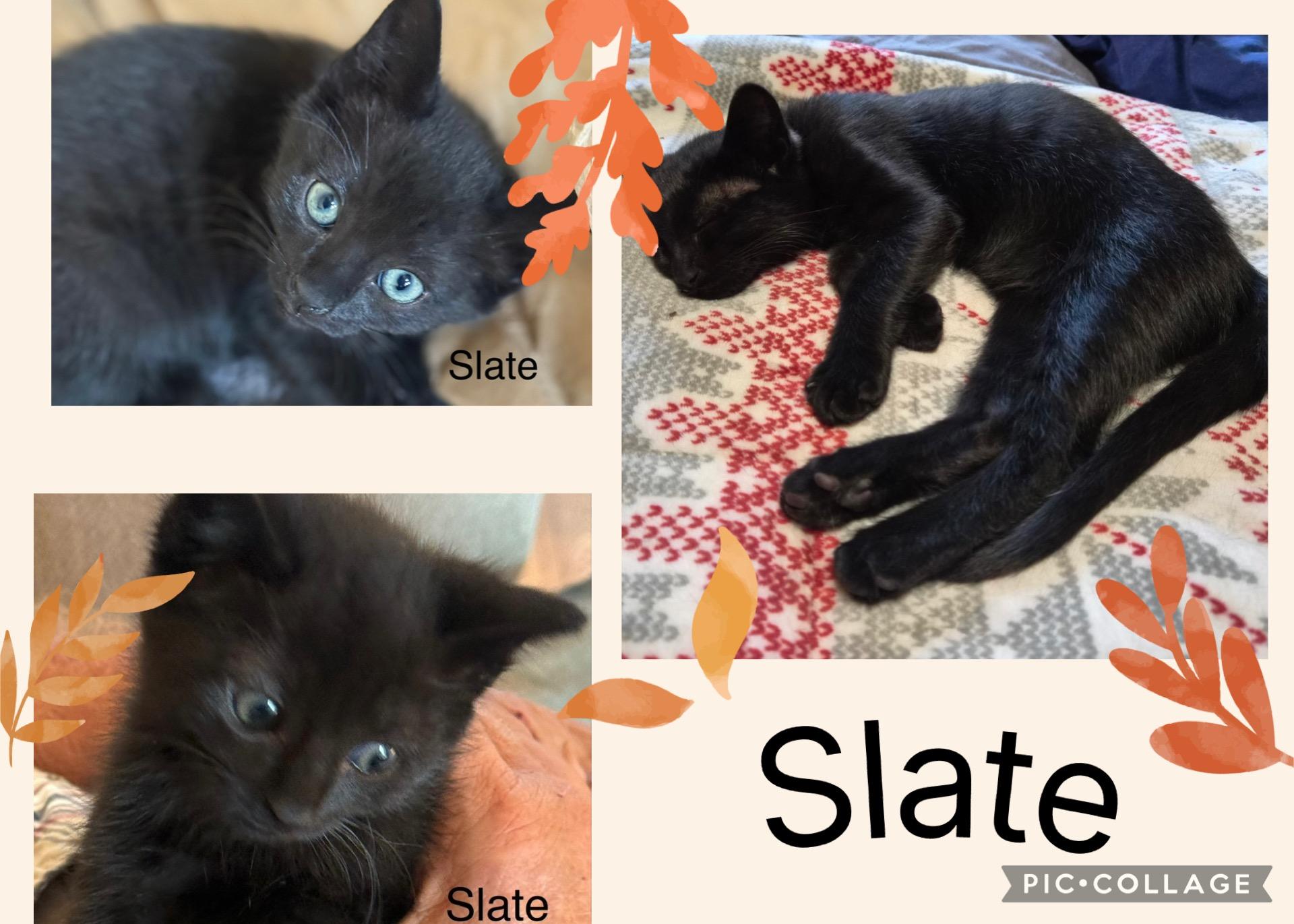 Slate (SC), Adopted, Kitten Male Domestic Short Hair.