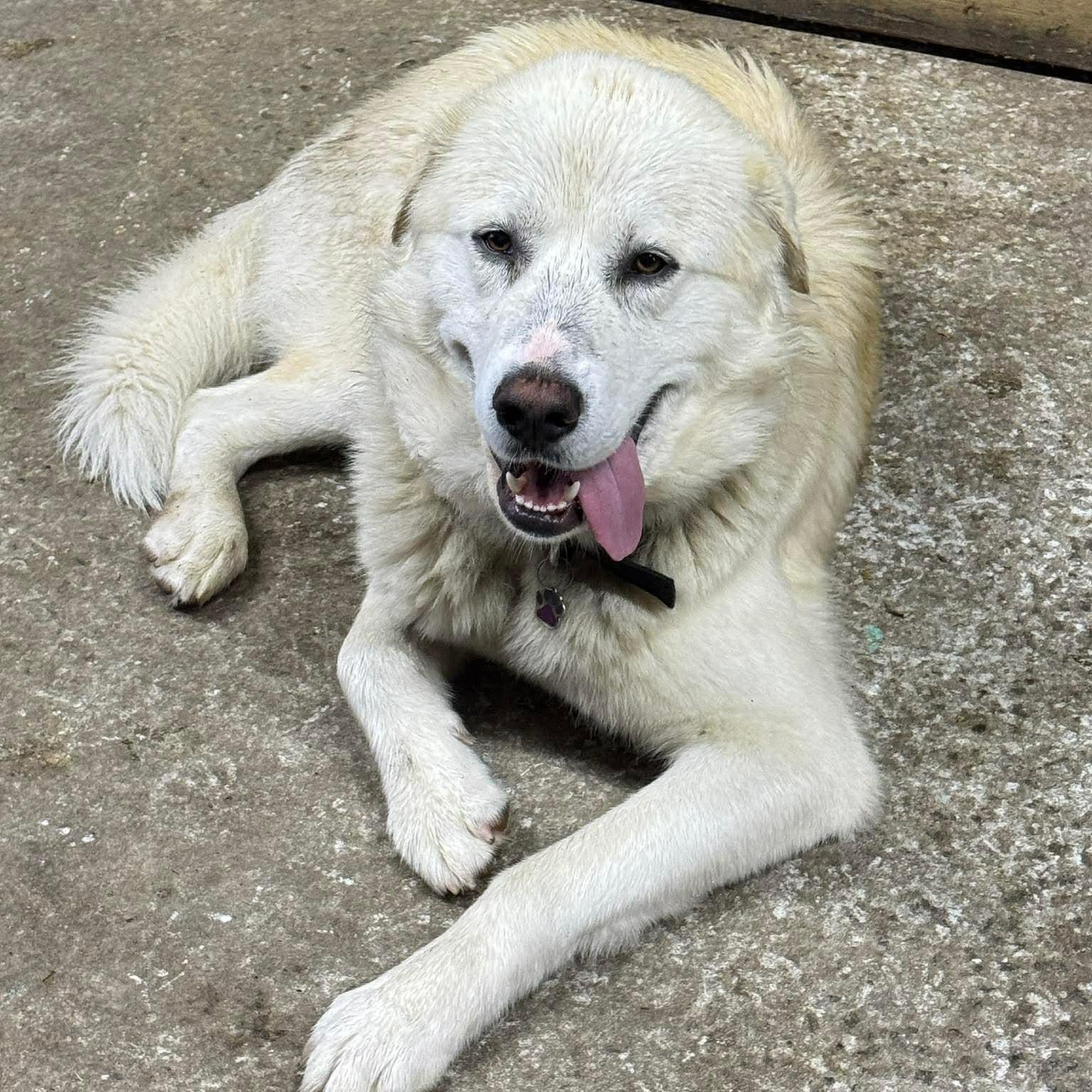 Ice, ADOPTABLE, Puppy Male Great Pyrenees.