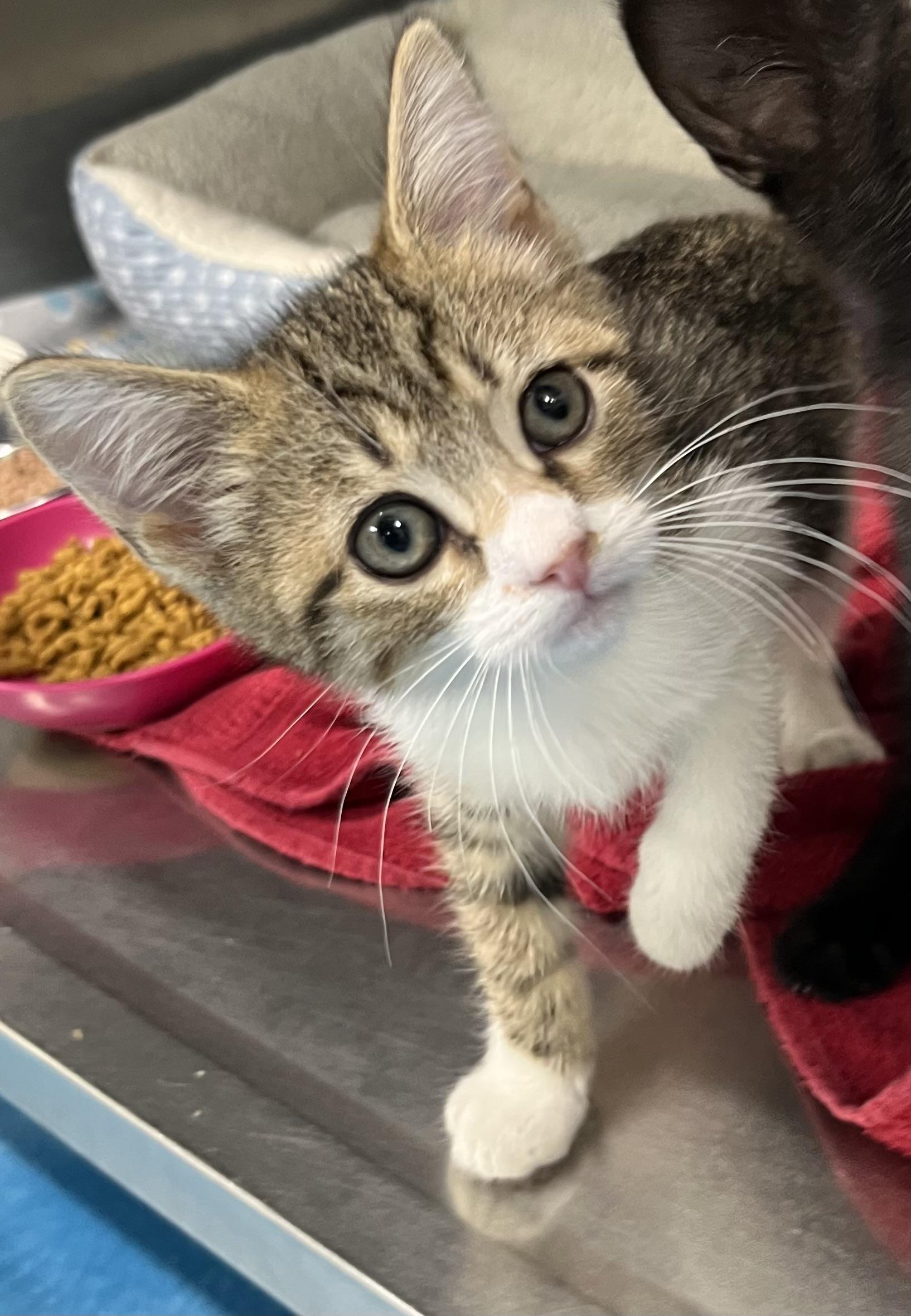 Iris, adopted, Kitten Female Tabby.