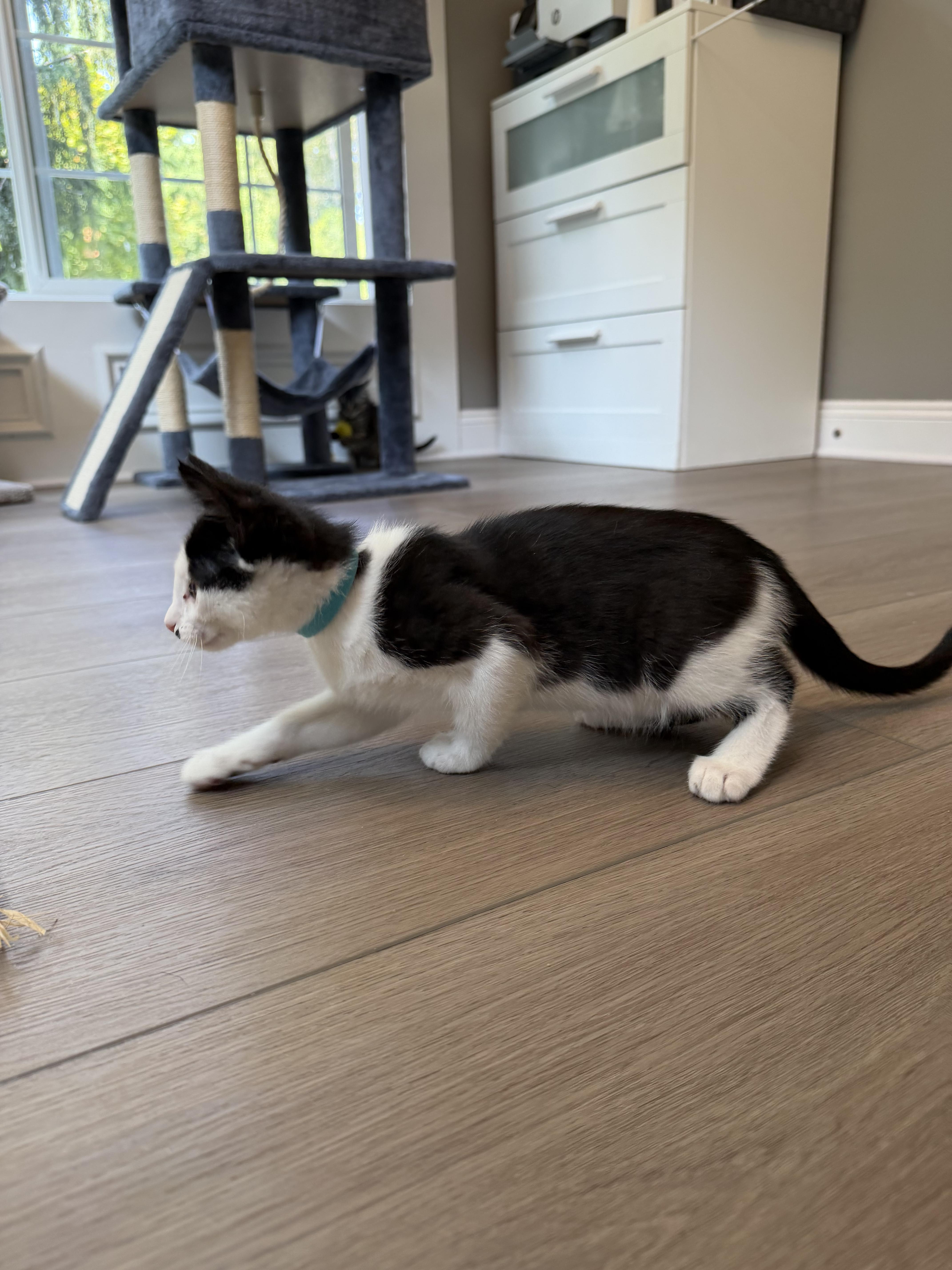 Toby, a ADOPTABLE Domestic Short Hair in Bonney Lake, WA image 6/6