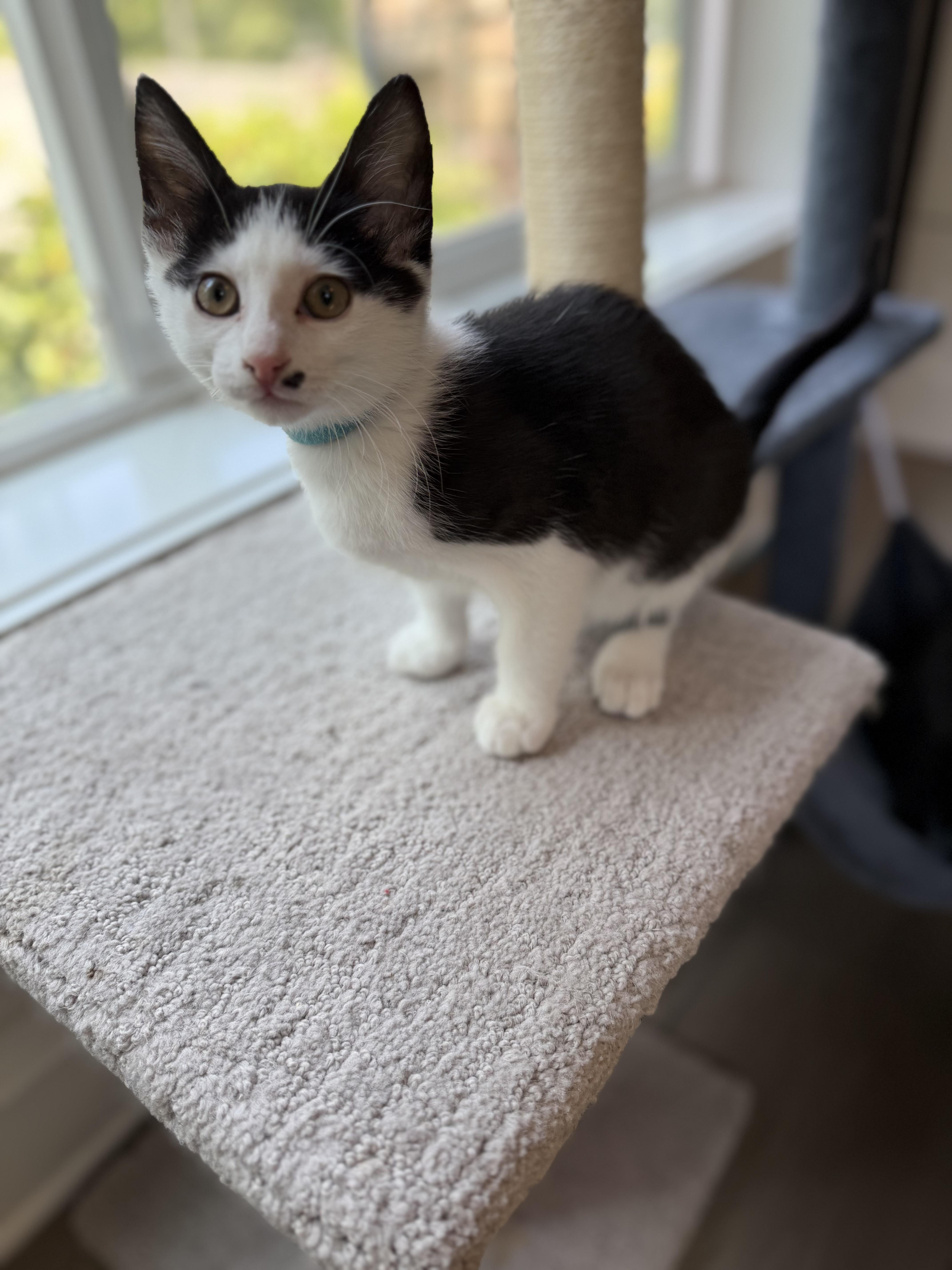 Toby, a ADOPTABLE Domestic Short Hair in Bonney Lake, WA image 5/6
