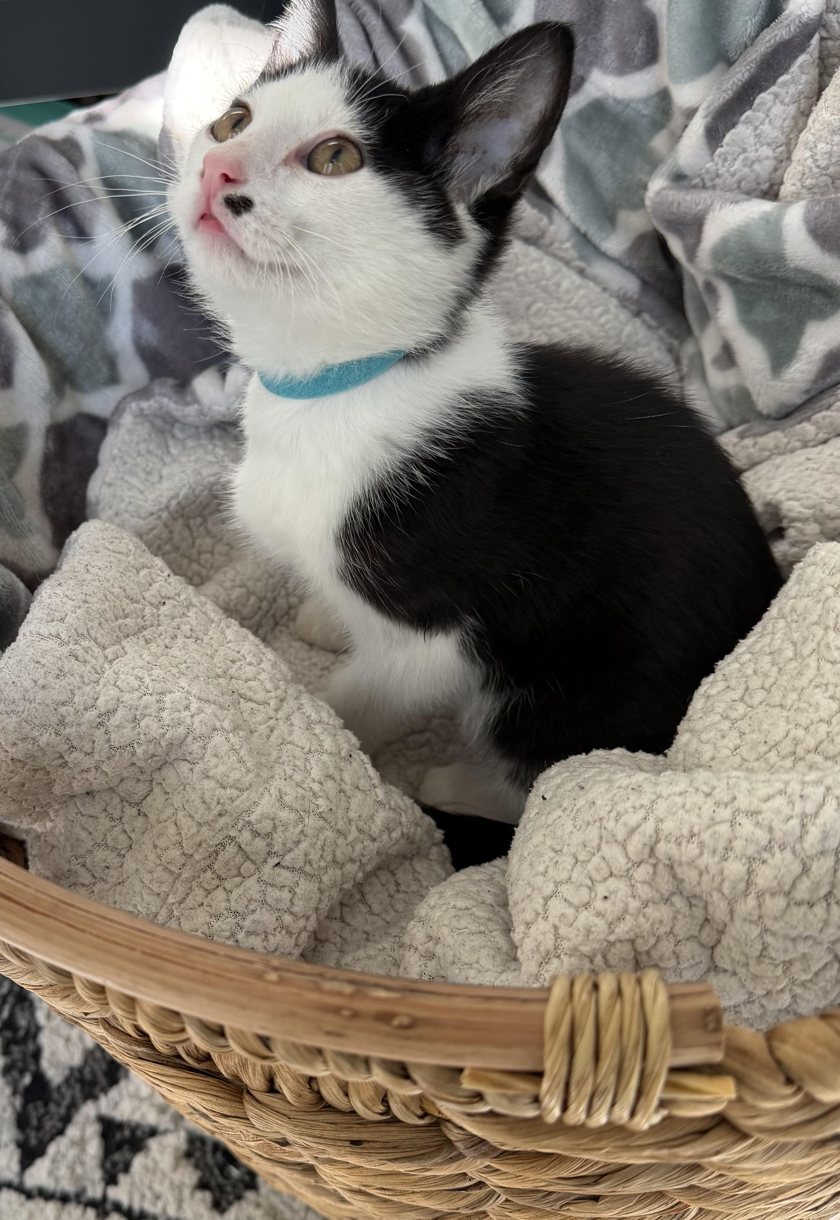 Toby, a ADOPTABLE Domestic Short Hair in Bonney Lake, WA image 1/6