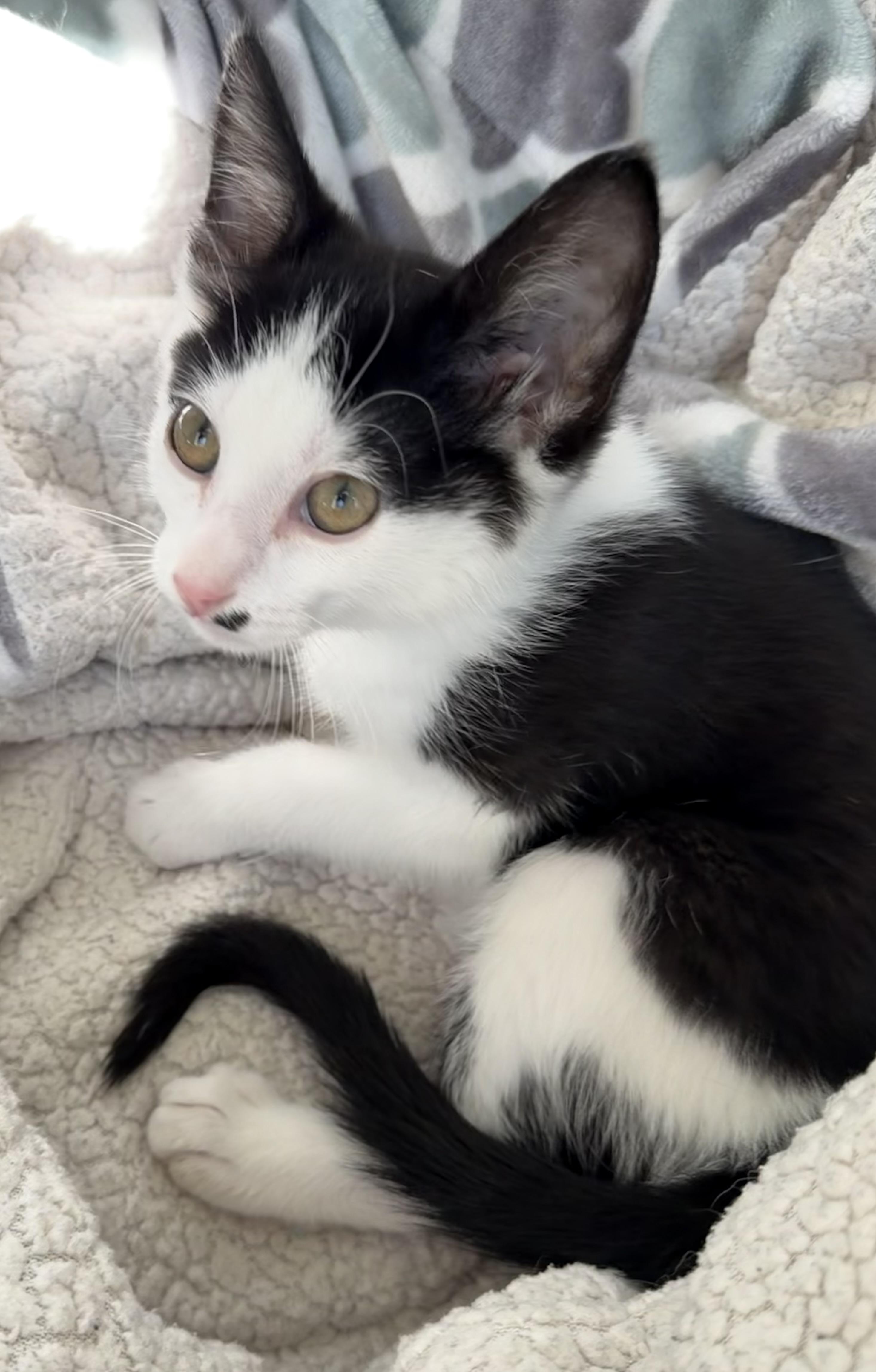 Toby, a ADOPTABLE Domestic Short Hair in Bonney Lake, WA image 2/6