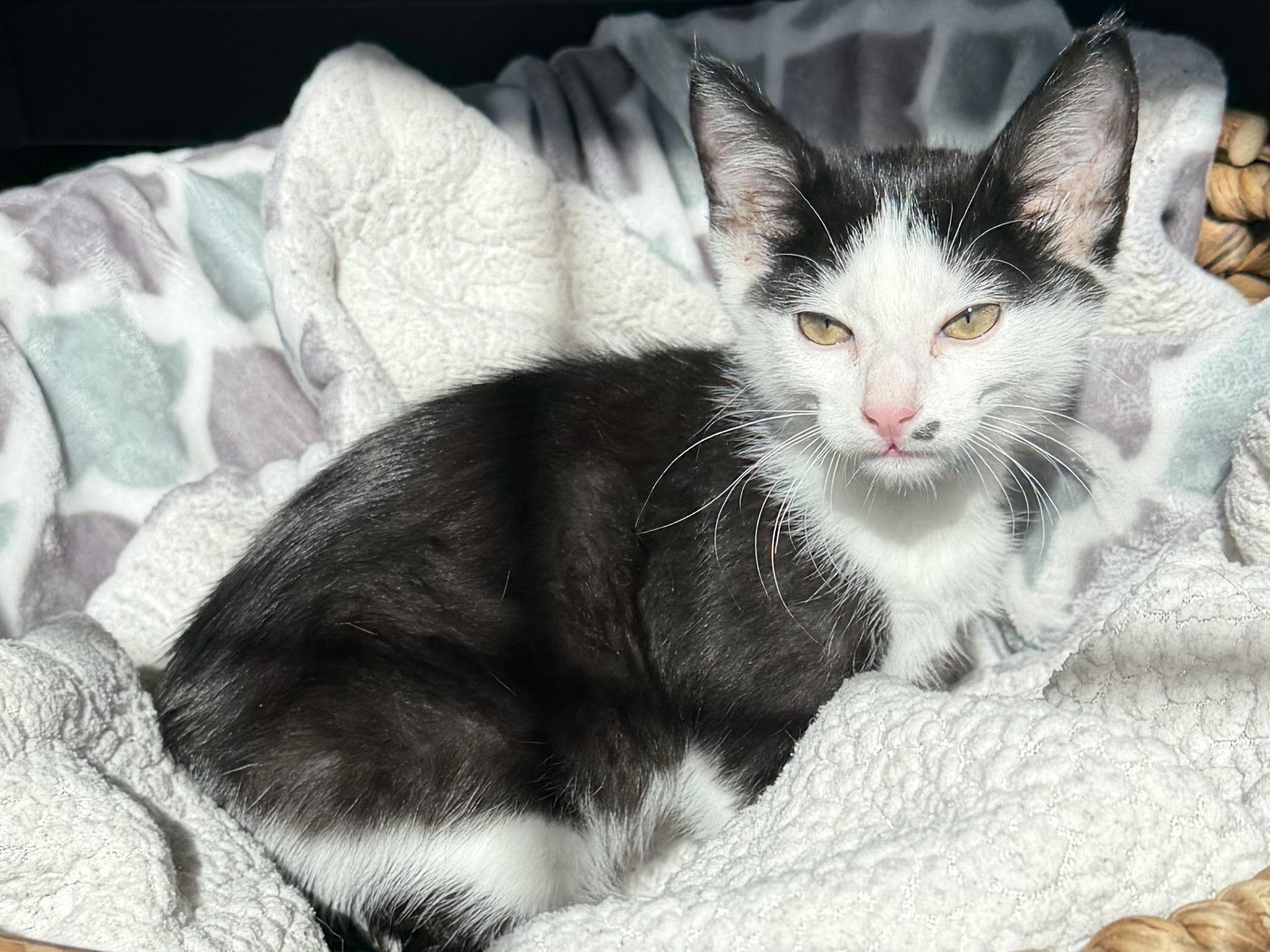 Toby, a ADOPTABLE Domestic Short Hair in Bonney Lake, WA image 4/6