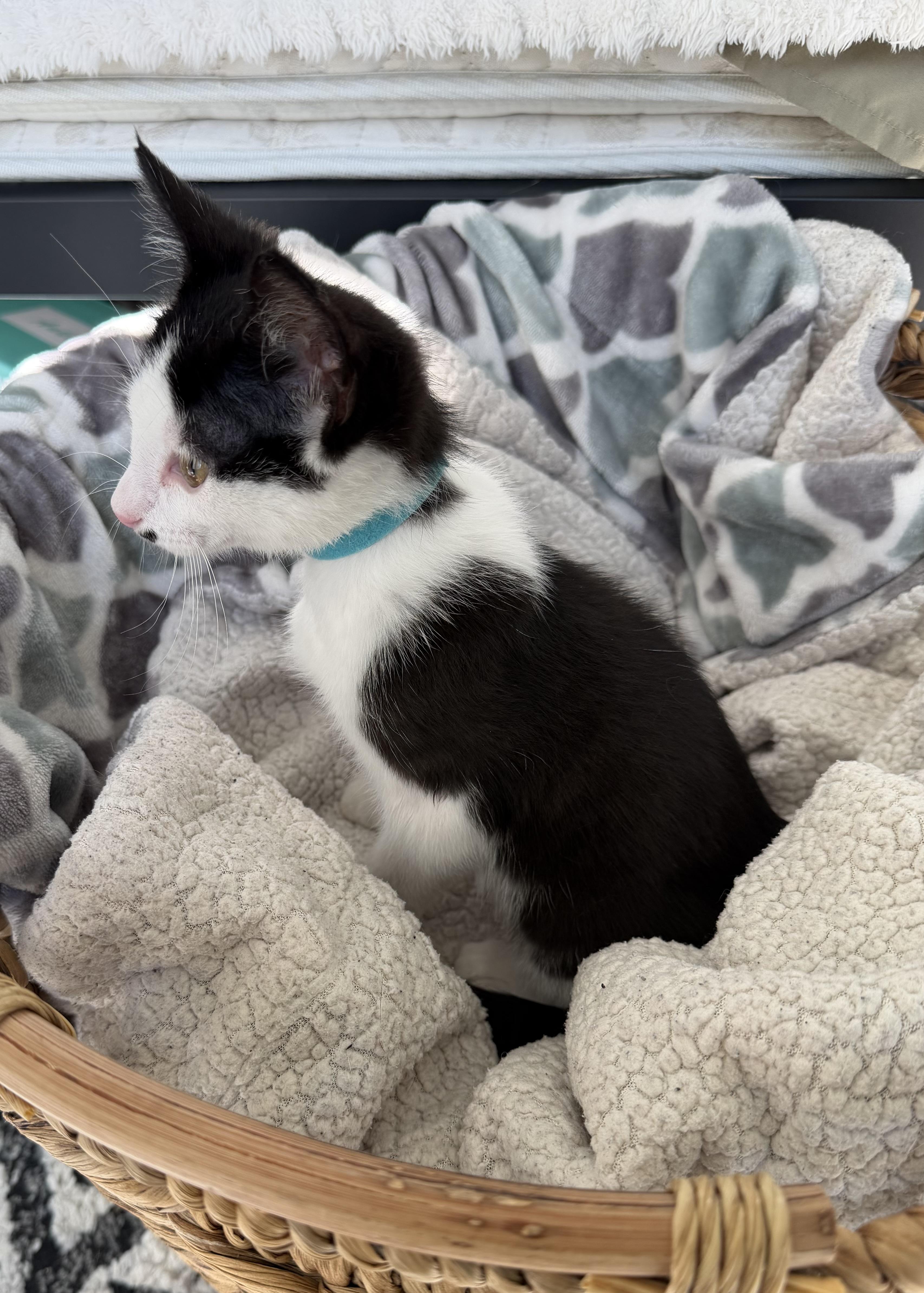 Toby, a ADOPTABLE Domestic Short Hair in Bonney Lake, WA image 3/6