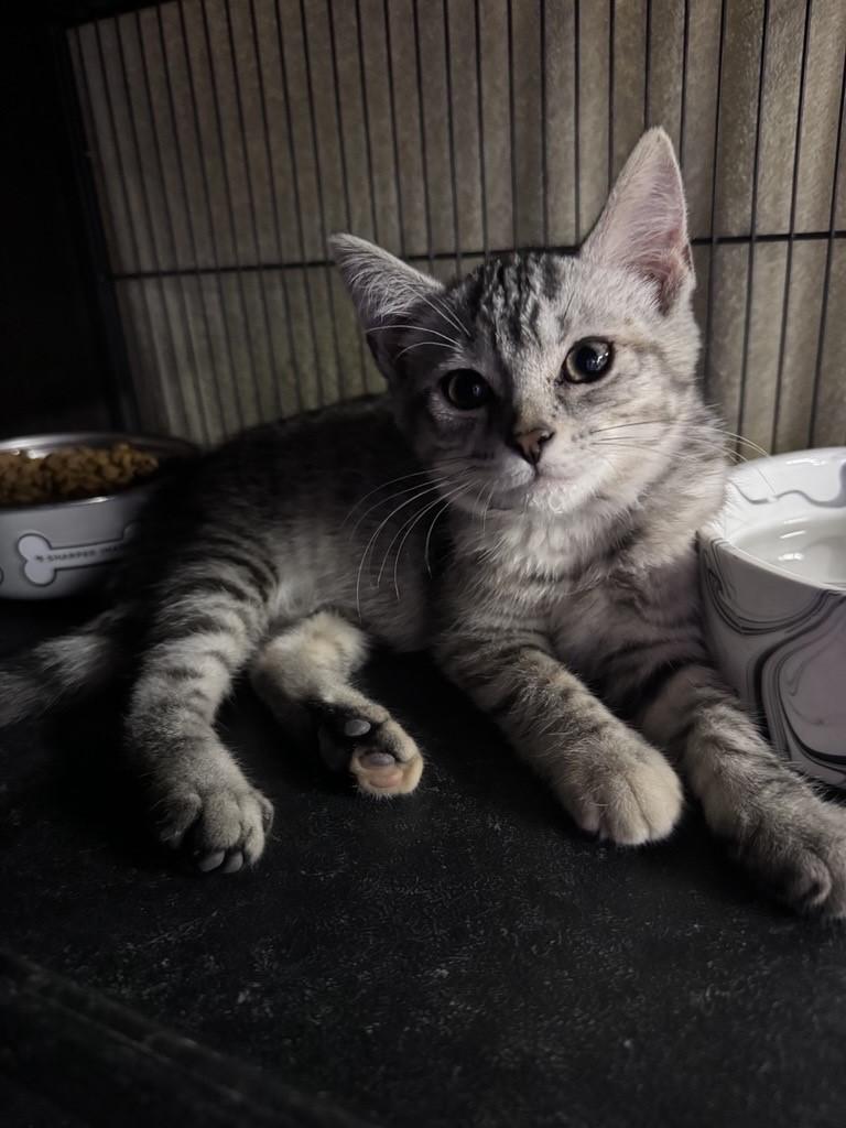 Vesper, ADOPTABLE, Kitten Female American Shorthair.