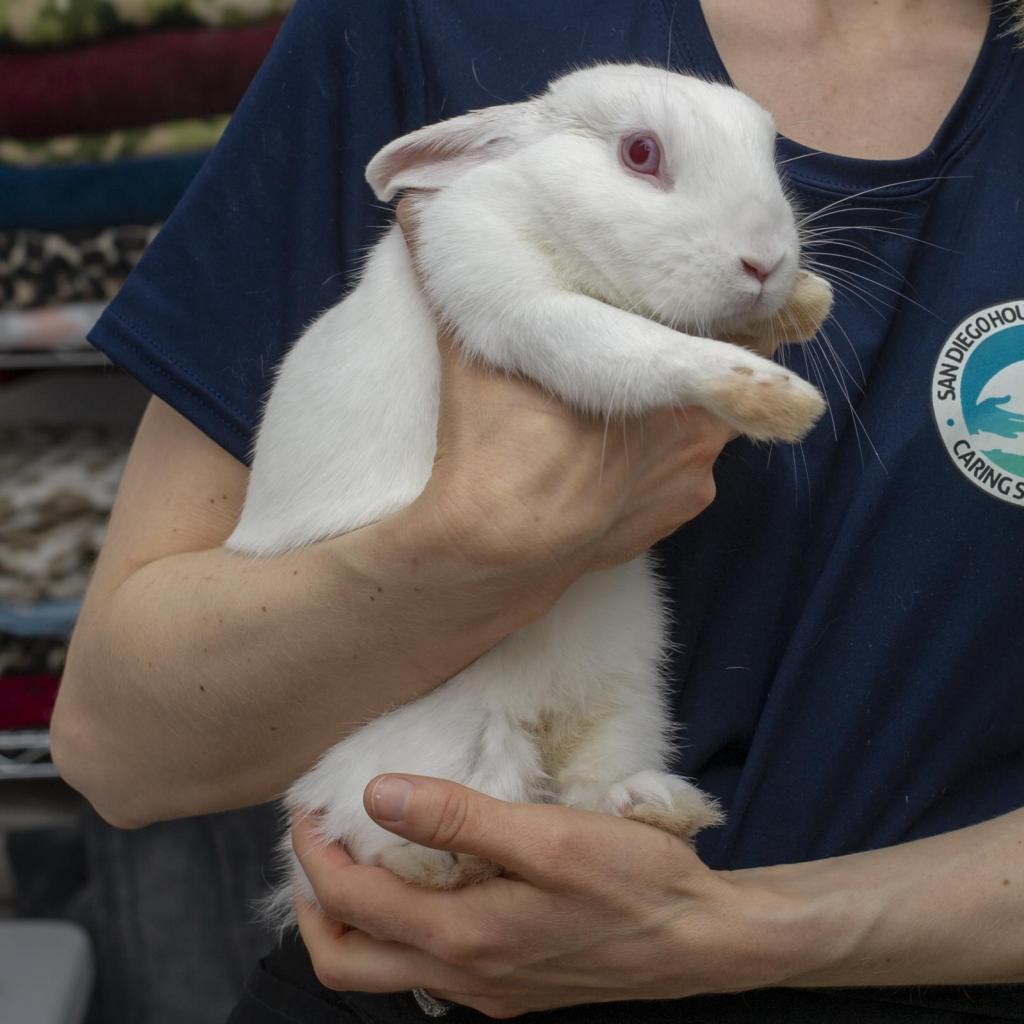 Enlarge Griffin, a Adoptable Britannia Petite in San Diego, CA image 1/6