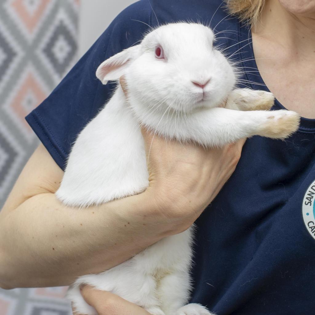 Enlarge Griffin, a Adoptable Britannia Petite in San Diego, CA image 2/6