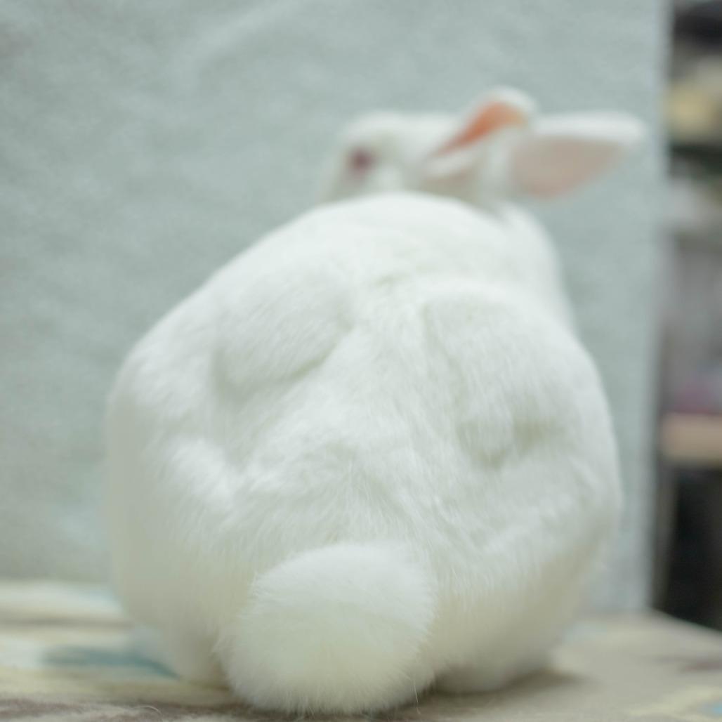 Enlarge Griffin, a Adoptable Britannia Petite in San Diego, CA image 4/6