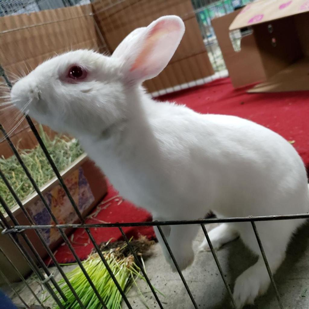 Enlarge Griffin, a Adoptable Britannia Petite in San Diego, CA image 5/6