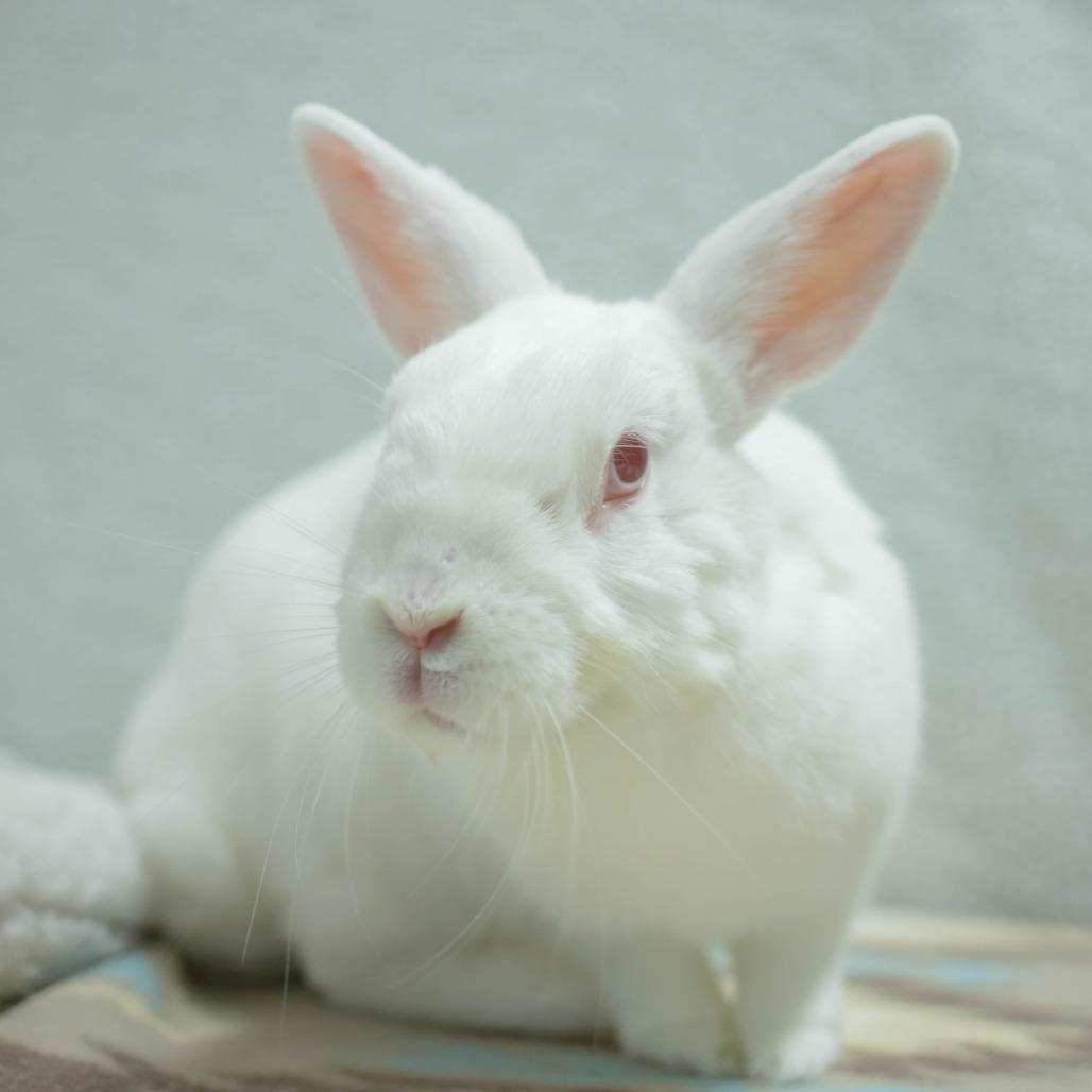 Enlarge Griffin, a Adoptable Britannia Petite in San Diego, CA image 6/6