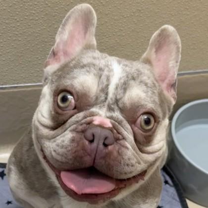 Enlarge Strudel, a Adoptable mixed breed in Pleasanton, CA image 1/3