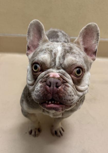 Enlarge Strudel, a Adoptable mixed breed in Pleasanton, CA image 2/3