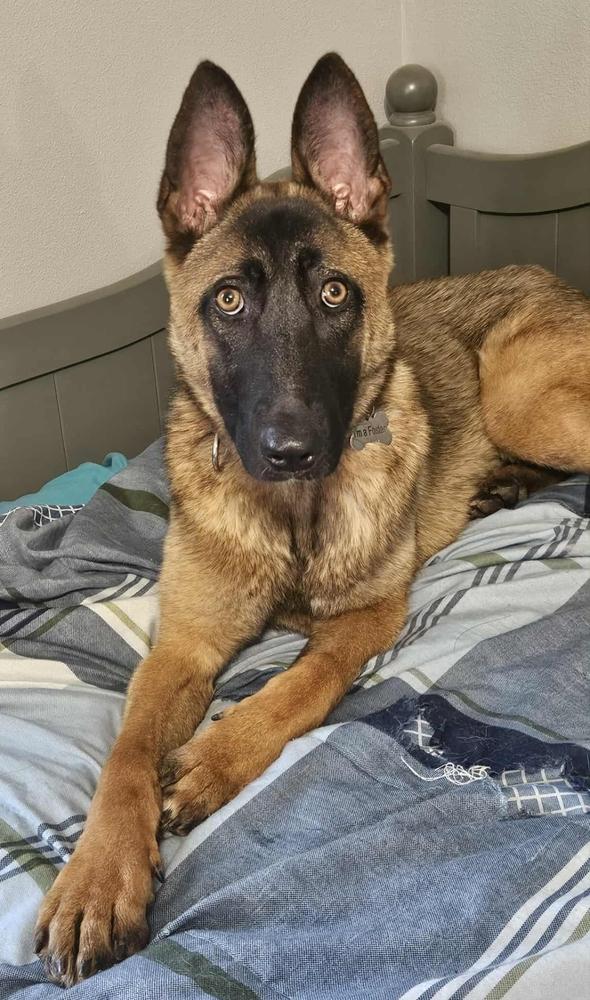Carina, Adoptable, Young Female Belgian Shepherd / Malinois.