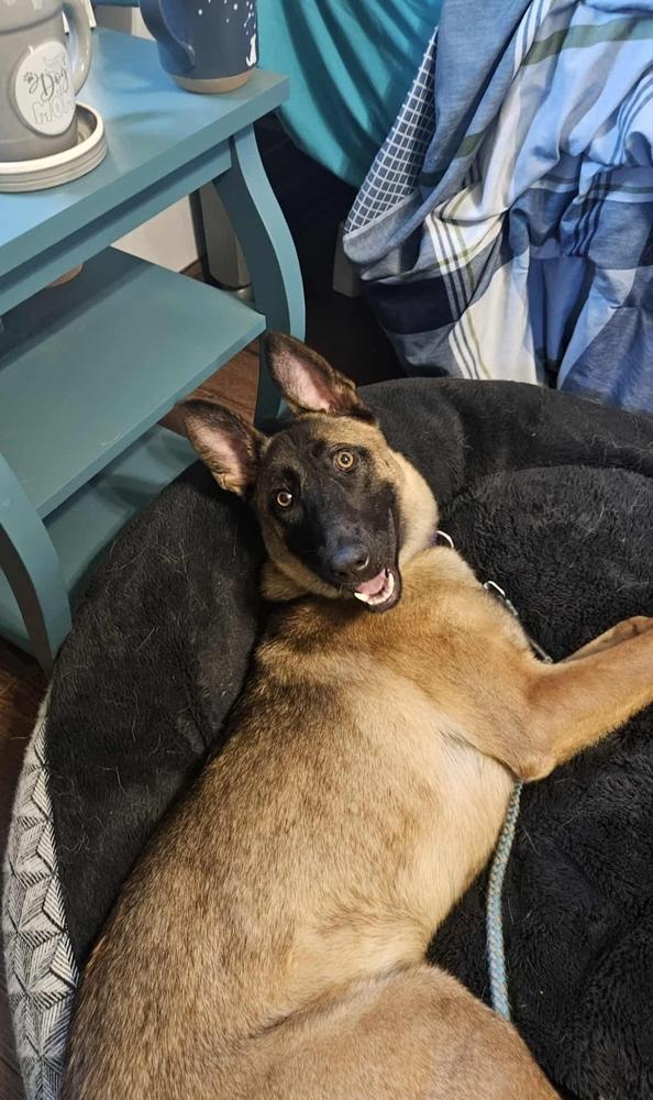 Enlarge Carina, a Adoptable Belgian Shepherd / Malinois in Fredonia, WI image 2/4