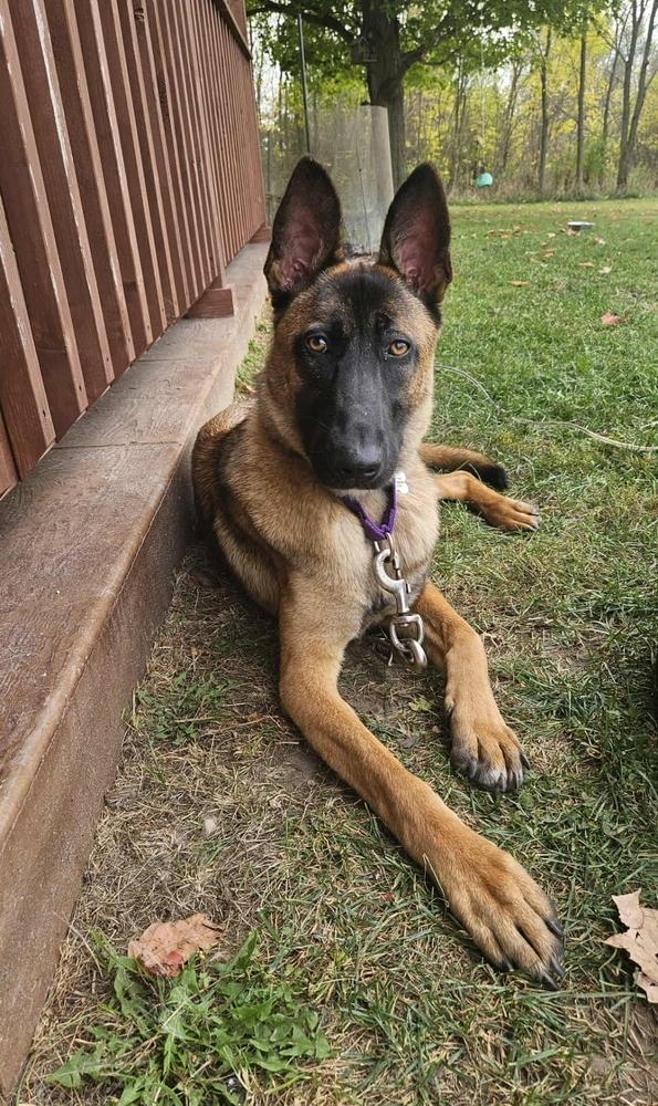 Enlarge Carina, a Adoptable Belgian Shepherd / Malinois in Fredonia, WI image 3/4