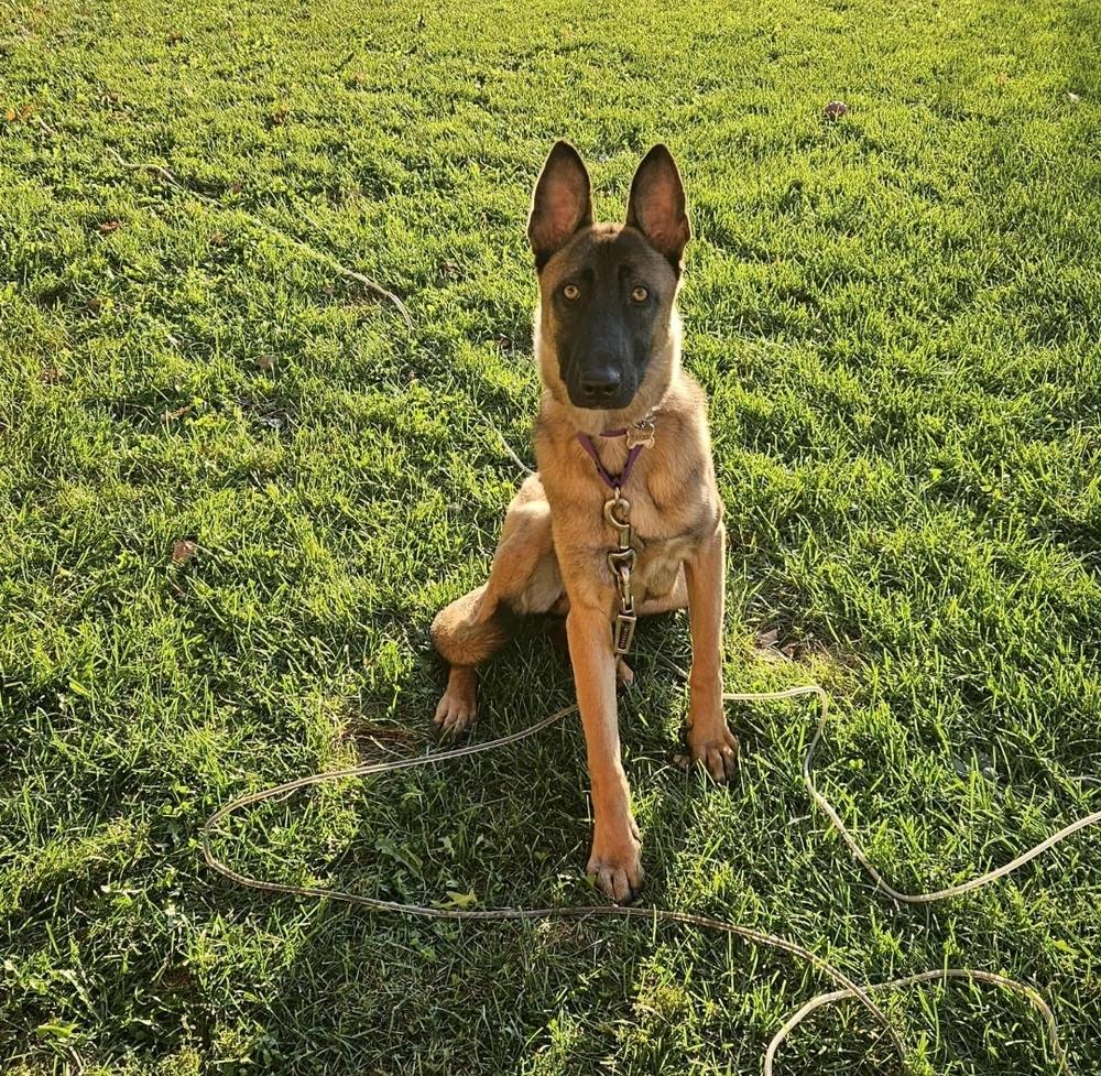 Enlarge Carina, a Adoptable Belgian Shepherd / Malinois in Fredonia, WI image 4/4