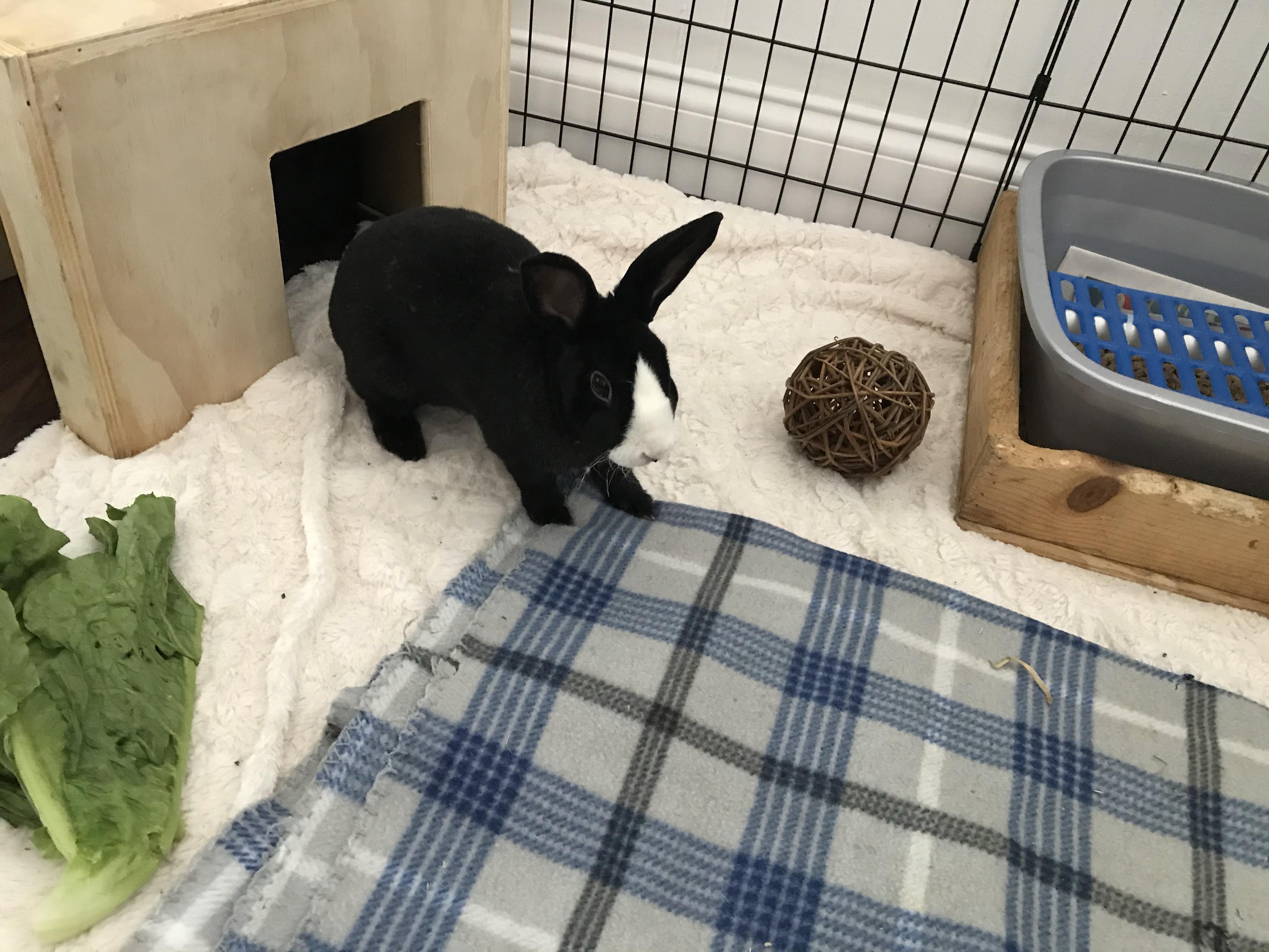 Panda (& Nova), Adopted, Adult Male Dutch & Mini Rex.