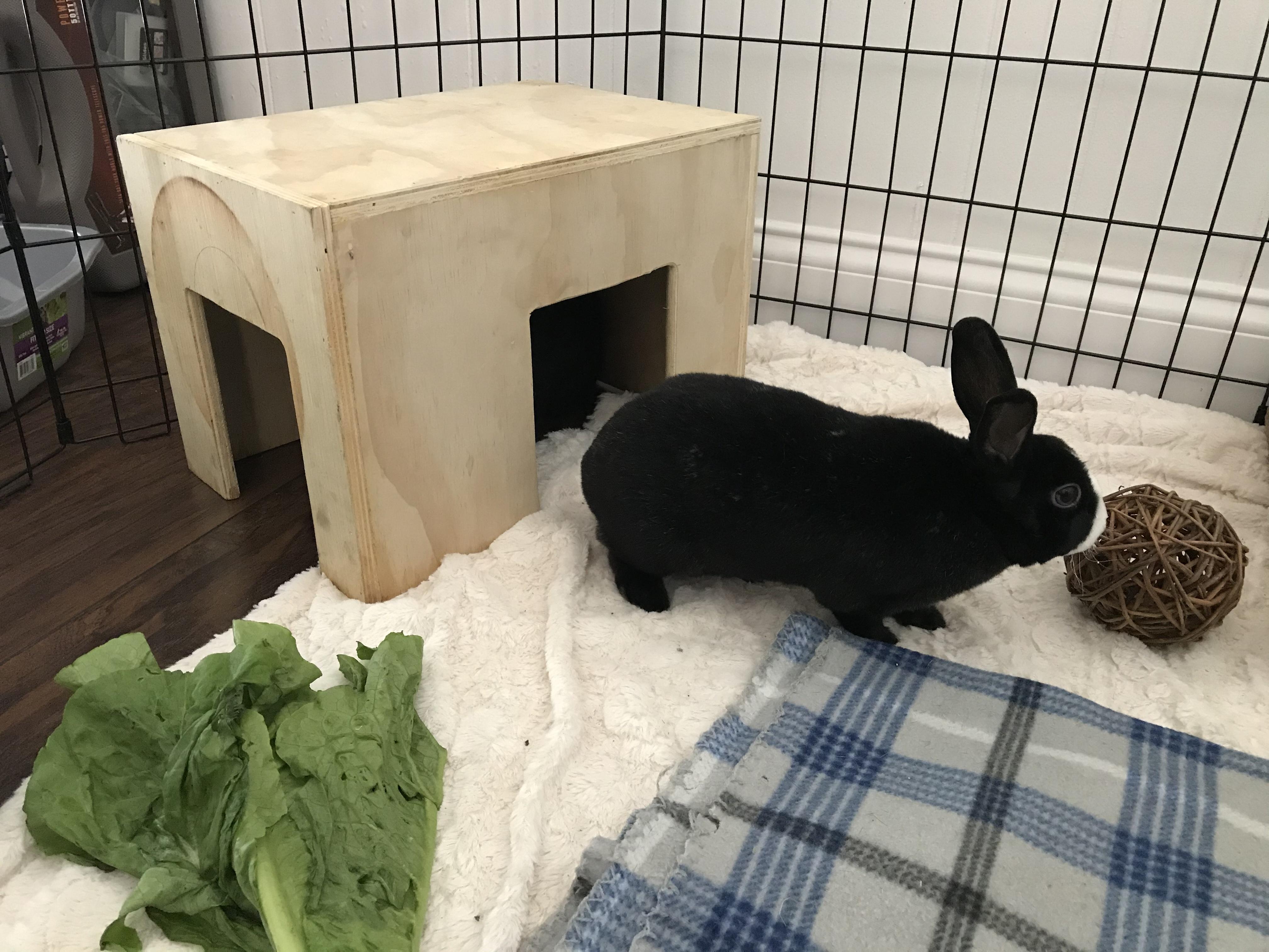 Enlarge Panda (& Nova), a Adopted mixed breed in Holiday, FL image 4/6