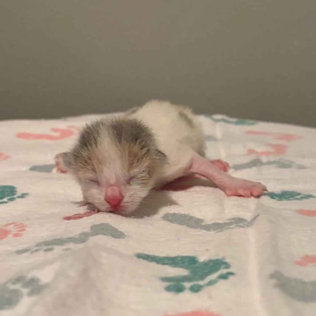 Scone, Adoptable, Kitten Female Domestic Short Hair.