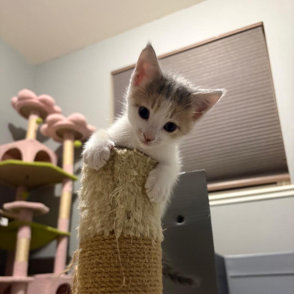 Enlarge Scone, a Adoptable Domestic Short Hair in Fort Collins, CO image 2/6