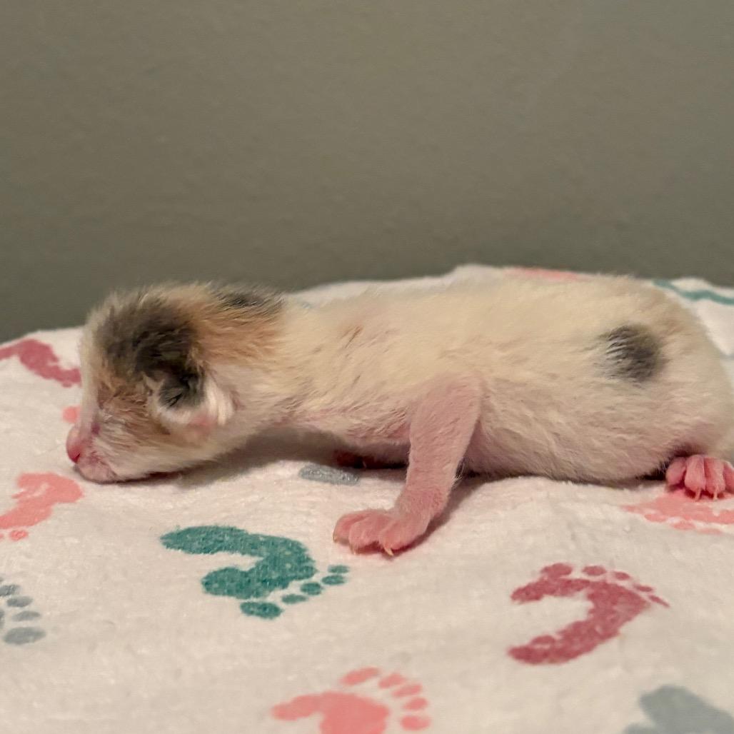 Enlarge Scone, a Adoptable Domestic Short Hair in Fort Collins, CO image 3/6