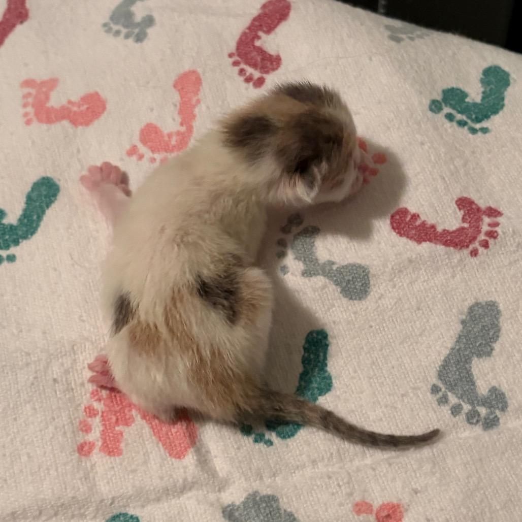 Enlarge Scone, a Adoptable Domestic Short Hair in Fort Collins, CO image 4/6