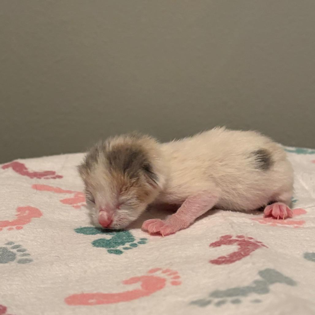 Enlarge Scone, a Adoptable Domestic Short Hair in Fort Collins, CO image 5/6