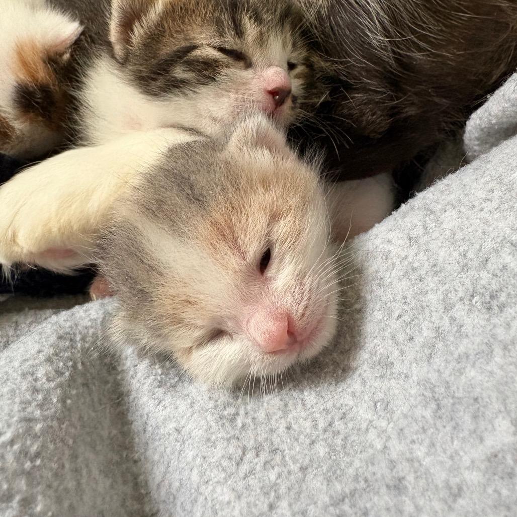 Enlarge Scone, a Adoptable Domestic Short Hair in Fort Collins, CO image 6/6