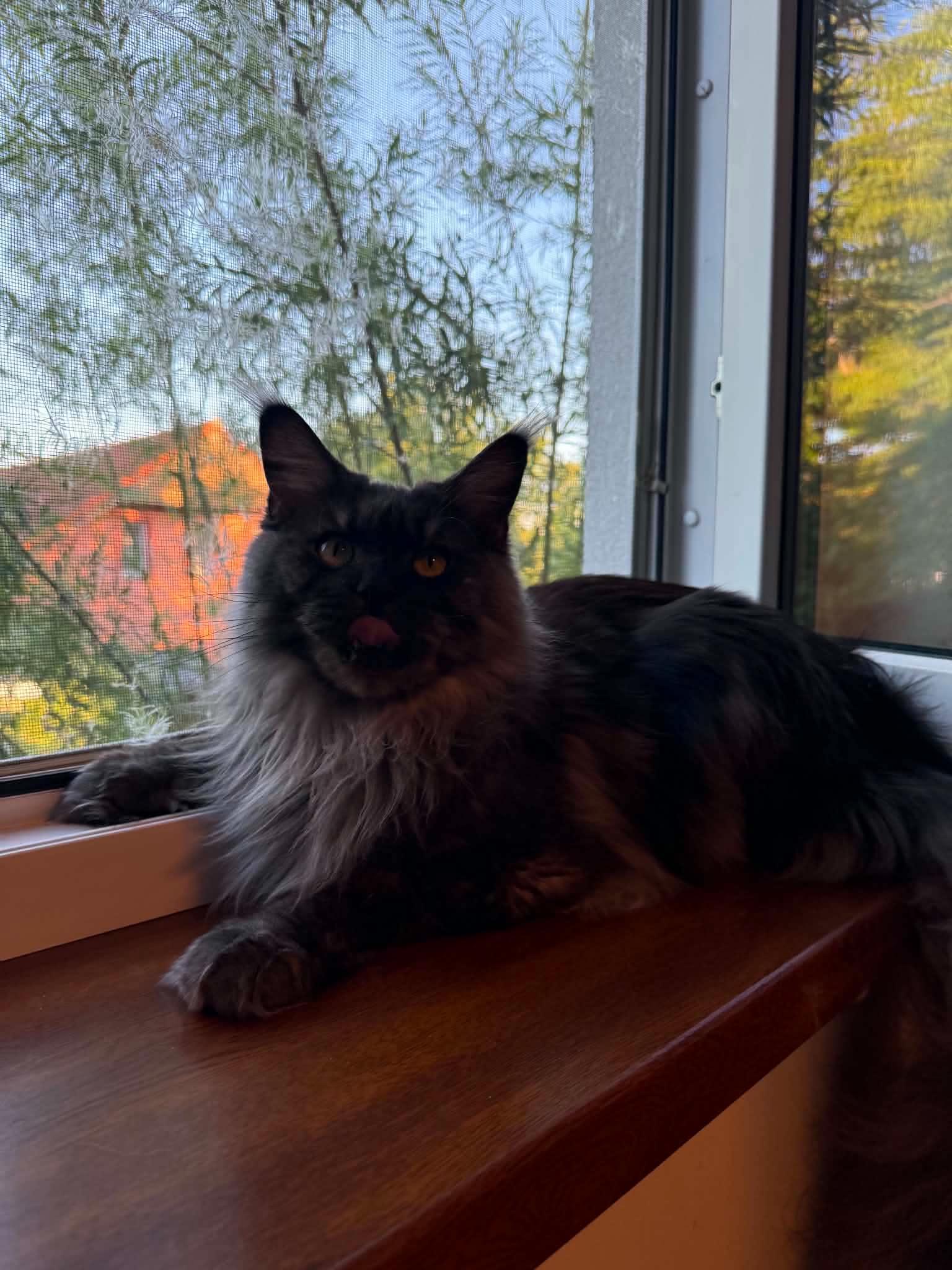 Emma, a ADOPTABLE Maine Coon in Northlake, IL image 2/6