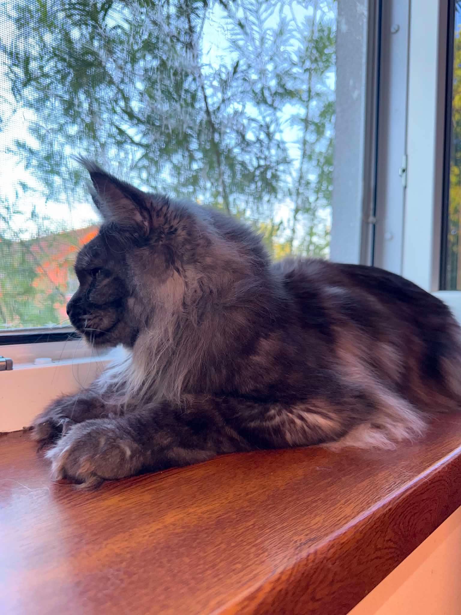 Emma, a ADOPTABLE Maine Coon in Northlake, IL image 6/6