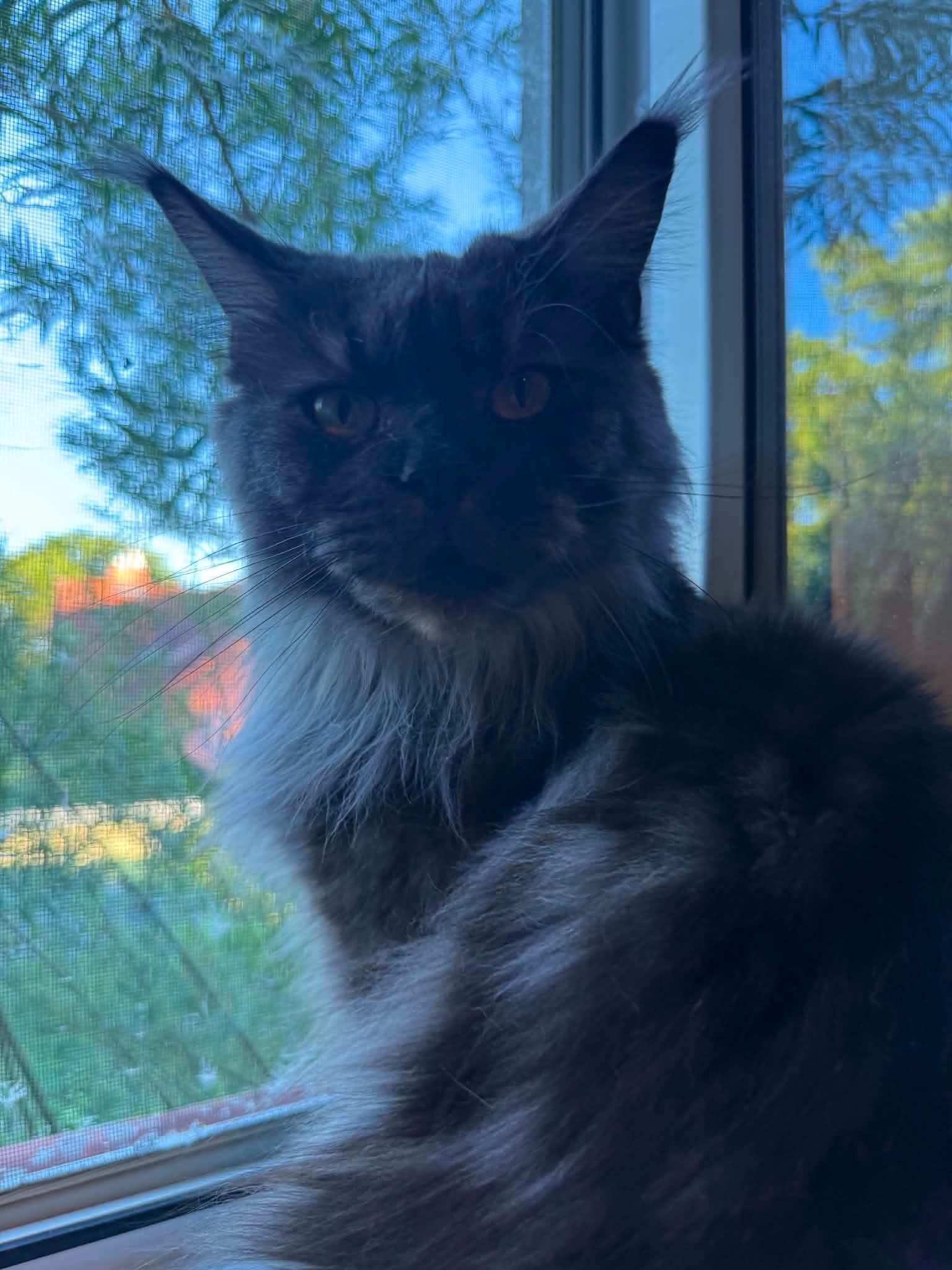Emma, a ADOPTABLE Maine Coon in Northlake, IL image 3/6