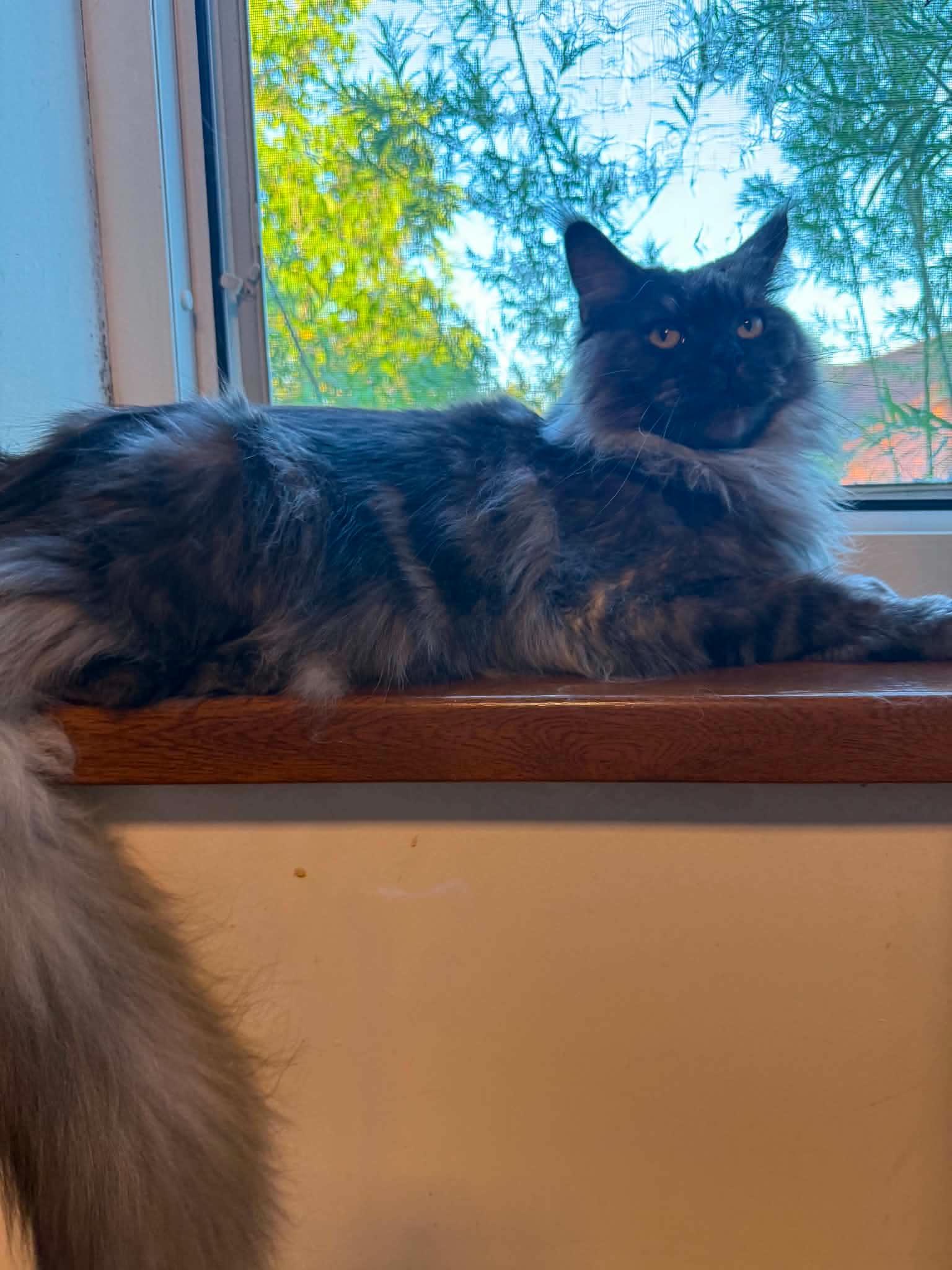 Emma, a ADOPTABLE Maine Coon in Northlake, IL image 5/6